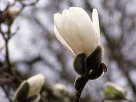 noch geschlossene Magnolienblüte