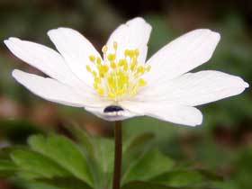 Blüte eines Buschwindröschens (Anemone nemorosa) mit kleinem Käfer