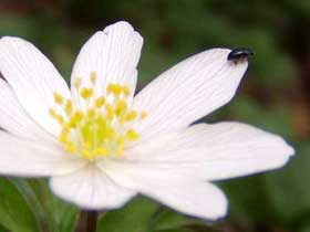 Blüte eines Buschwindröschens (Anemone nemorosa) mit kleinem Käfer