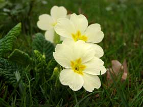 Stängellose Schlüsselblume (Primula vulgaris), Erdprimel