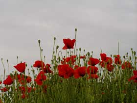 Klatschmohn