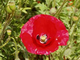 Klatschmohn