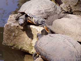 3 Schnappschildkröten