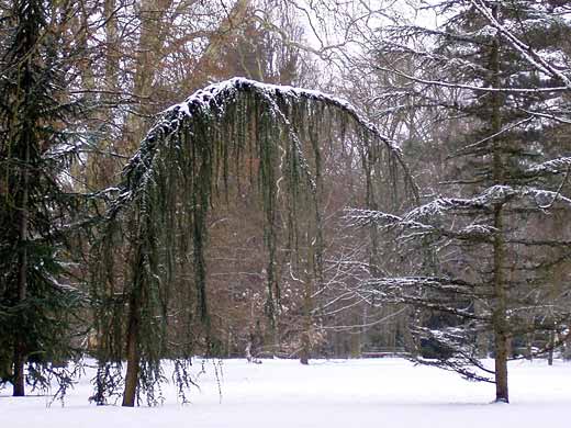 Eigentlich schneit es, was man hier auf dem Bild leider nicht sieht.