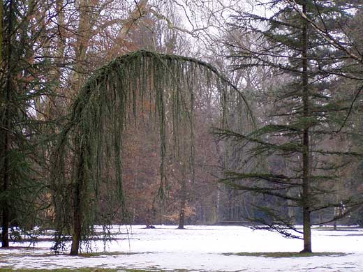 Der Schnee schmilzt