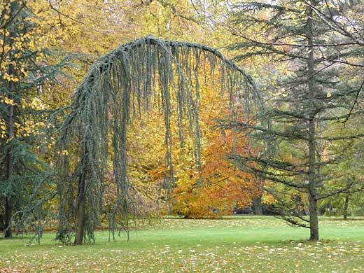 Hängende Blau-Zeder, von Herbstbäumen umgeben