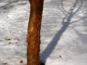 Zimt-Ahorn wirft Schatten auf den Schnee