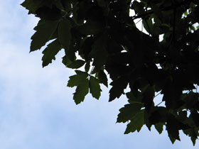 grüne Blätter des Zimt-Ahorns