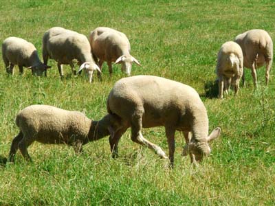 Schafe, Lamm trinkt bei Mutterschaf