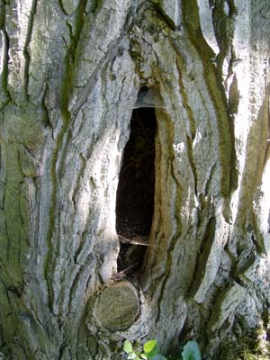 Höhle im alten Baumstamm