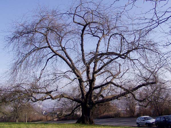 sehr großer, ausladender, kahler Baum