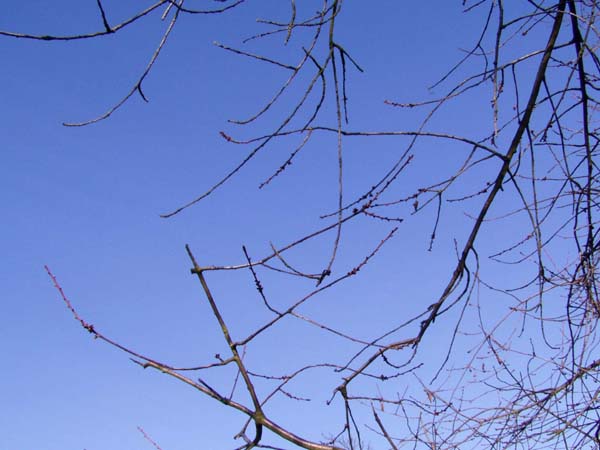 kahle Äste und Zweige vor blauem Himmel