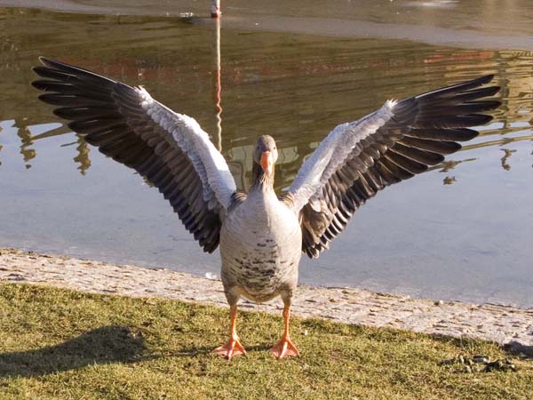 mit Flügeln schlagende Graugans