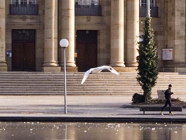 ein Schwan kommt angeflogen