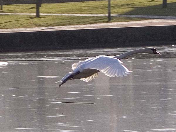 ein Schwan kommt angeflogen