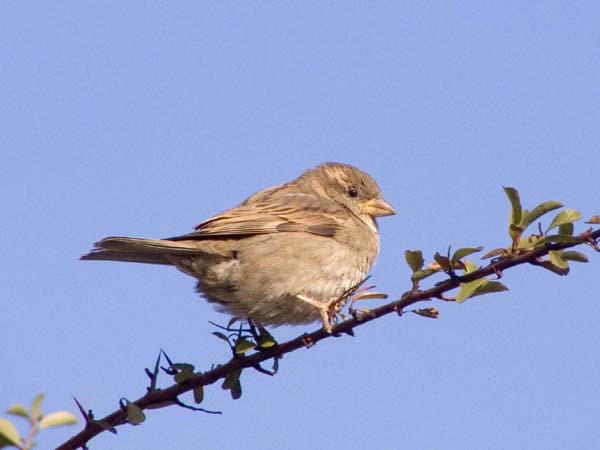 Spatz auf einem dünnen Ast