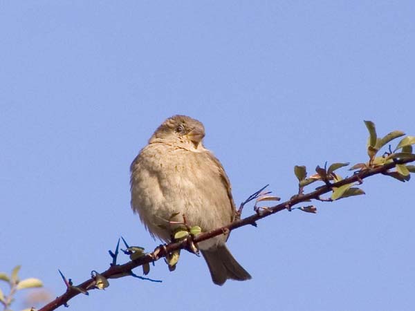 Spatz auf einem dünnen Ast