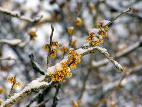 Blütenknospen einer Zaubernuss (Hamamelis) im Schnee