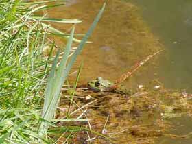 ein grüner Frosch sonnt sich