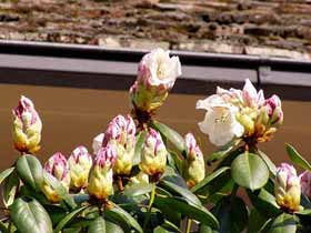 Rhododendron kurz vor dem Erblühen