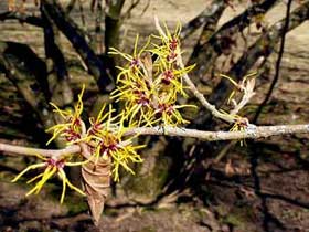 Die Blätter bekommt die Zaubernuss
        erst nach der Blüte.