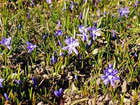 Zweiblättrige Blausterne