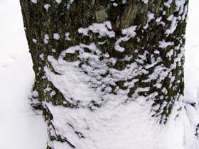kleine Schneeverwehung am Fuße eines Baumstammes