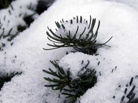 Schnee bedeckt die Zweige eines Nadelgehölzes