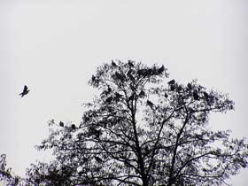 ein Vogelschwarm hoch oben in der Baumkrone