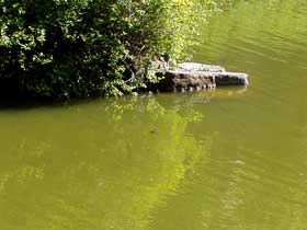 etwa in Bildmitte schwimmt eine Schildkröte