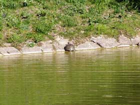 Schildkröte begibt sich ans Ufer