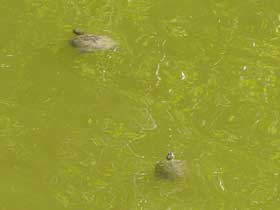 zwei schwimmende Schildkröten