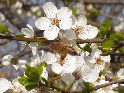 Biene fliegt Apfelblüten an