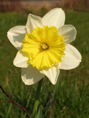 Osterglocke (Narzisse) mit weißer Haupt- und gelber Nebenkrone