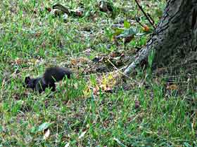 schwarzes Eichhörnchen