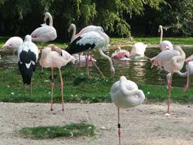zwei Störche inmitten von Flamingos