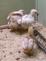 Hühnerküken