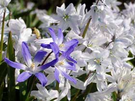 blaue und weiße Blausternchen