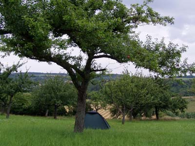 ein kleines Zelt steht unter einem Baum