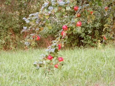 rote Äpfel hängen am Baum