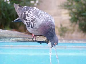 eine Taube trinkt am Springbrunnen