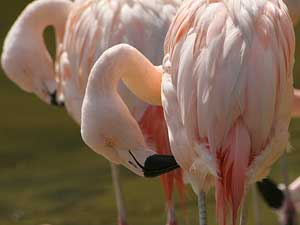 Flamingos auf dem Killesberg