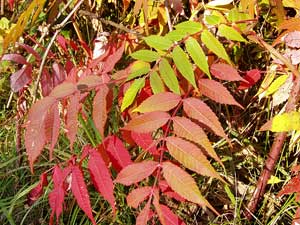 bunter Herbst