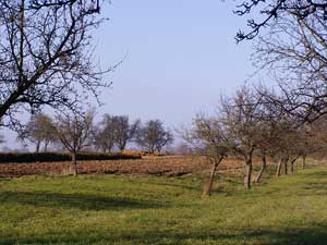 Frühling im Dezember