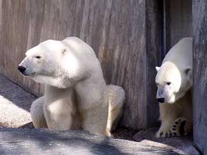 Eisbären in der Wilhelma